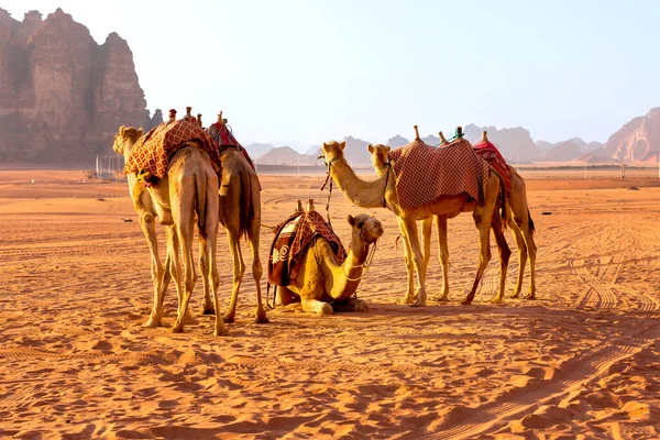 Jordan Przyczepa Wielbłądów Spoczywa Majestatycznej Pustyni Wadi Rum Dolinie Księżyca — Zdjęcie stockowe