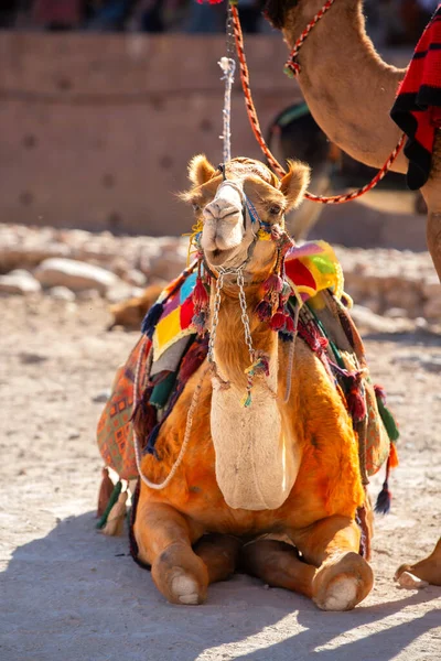 Piękny Ozdobiony Wielbłąd Uśmiechnięty Portret Bliska Pustynia Jordanii — Zdjęcie stockowe