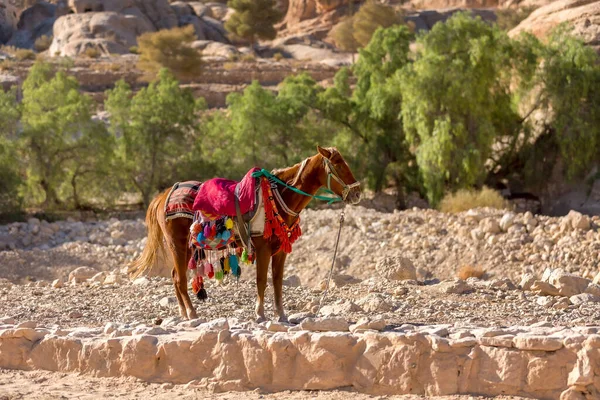 Cheval Décoré Dans Ville Antique Petra Centre Patrimoine Mondial Unesco — Photo