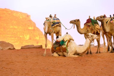Ürdün Çölünde duran eyerli develer Wadi Rum
