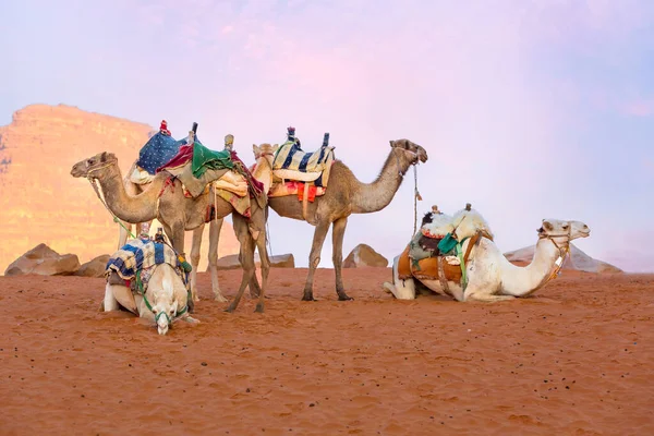Los Camellos Descansan Sobre Arena Desierto Wadi Rum Jordania Arenisca —  Fotos de Stock