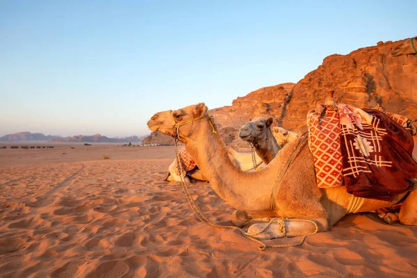 Wadi Rum Jordanië Kamelen Liggend Het Woestijnzand Rotsen Achter — Stockfoto