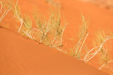 Kuru bitkiler, turuncu çöl kum tepesi manzarası Wadi Rum, Ürdün