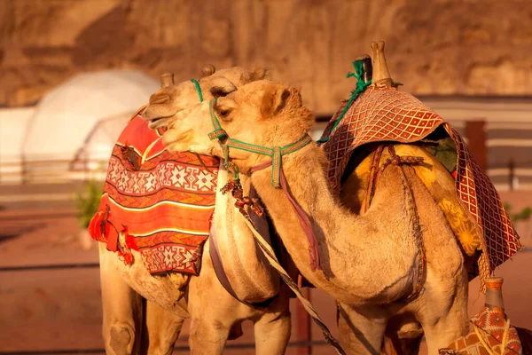 Zwei Kamele Der Wüste Wadi Rum Jordanien Profil Porträt — Stockfoto