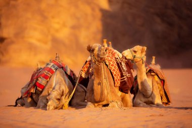 Develer çöl kumunda yatıyor, Wadi Rum, Jordan