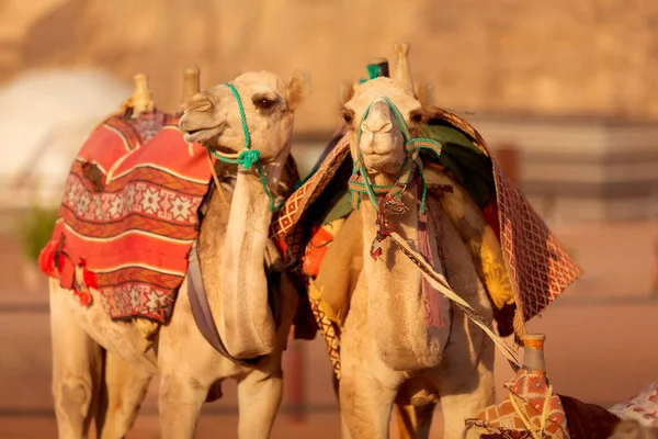 Dois Camelos Deserto Wadi Rum Jordânia Olhando Para Câmera — Fotografia de Stock