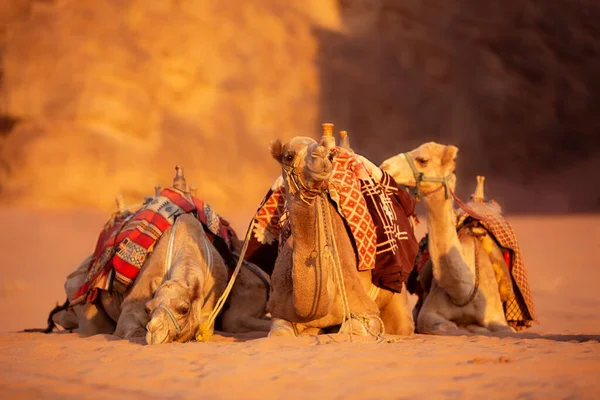 在约旦Wadi Rum沙漠沙滩上躺着骆驼 — 图库照片