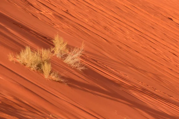 约旦Wadi Rum干旱植物 橙色沙漠沙丘景观背景 — 图库照片