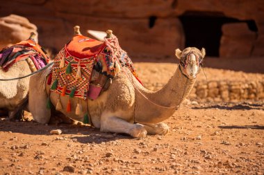 Petra, Ürdün 'deki kırmızı kayaların altında yakın plan deve portresi