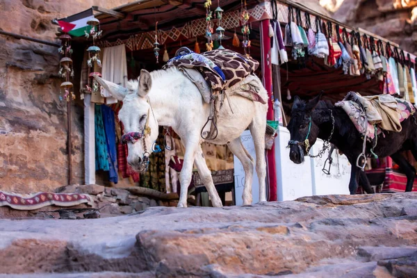 悲しいロバ鞍は ペトラ洞窟都市 ヨルダンを歩く — ストック写真