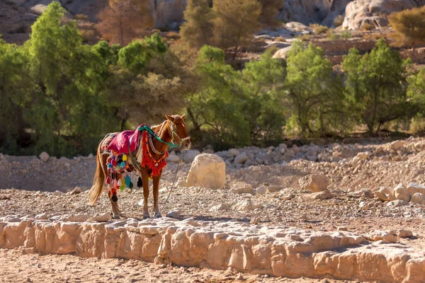 Zdobiony Koń Zabytkowym Mieście Petra Centrum Światowego Dziedzictwa Unesco Petra — Zdjęcie stockowe
