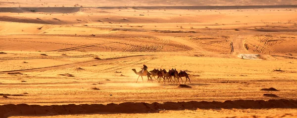 ヨルダン ワディ 2022年11月2日 砂漠にドライバーがいるラクダのキャラバン 日没時の岩の山 — ストック写真