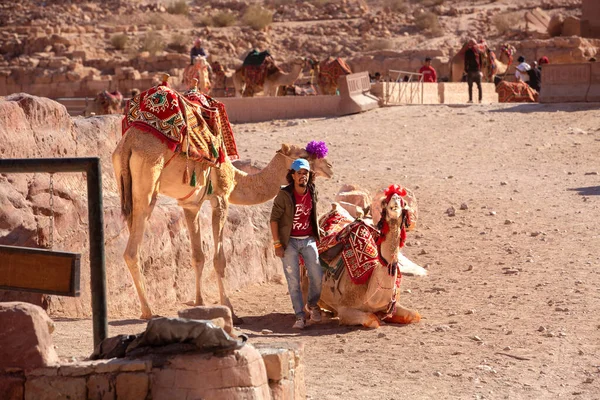 Πέτρα Ιορδανία Νοεμβρίου 2022 Καμήλες Βεδουίνων Και Οδηγός Στην Πέτρα — Φωτογραφία Αρχείου