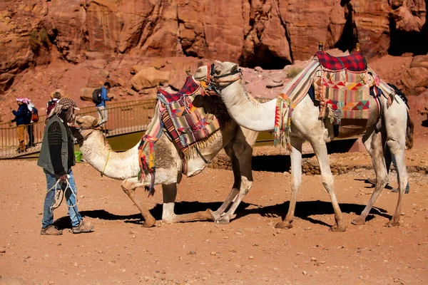 Petra Jordânia Novembro 2022 Camelos Beduínos Motorista Cidade Antiga Petra — Fotografia de Stock