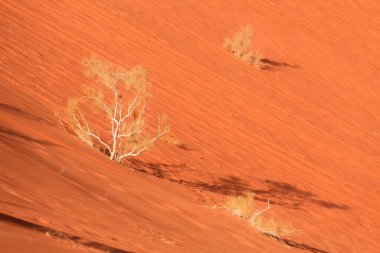 Kuru bitkiler, turuncu çöl kum tepesi manzarası Wadi Rum, Ürdün