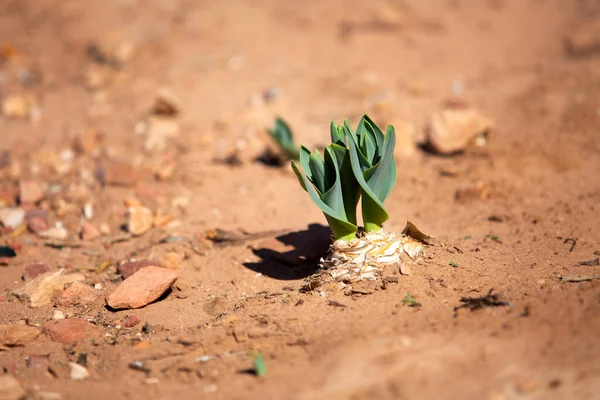 Green tulip plant in the desert concept for growth in hard conditions