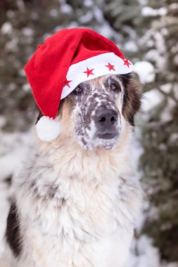 Cute dog in santa hat with adorable eyes outdoors. Merry Christmas concept. Atmospheric image. Season's greetings.