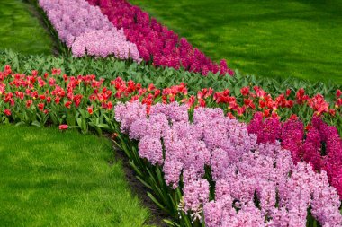 Keukenhof bahar bahçesindeki çiçek tarhında büyüyen çok renkli pembe sümbüller ve kırmızı tupler.