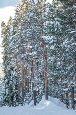 Noel karları köknar ağaçları, kış arkaplanı