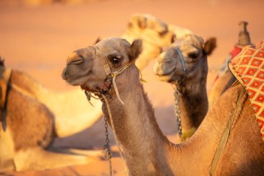 Camel lying down, head close-up portrait in sand dunes in Jordan desert Wadi Rum