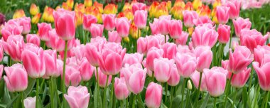 Close-up of pink tulips field flowerbed banner background