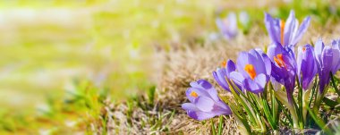 Spring banner background with close-up group of blooming purple crocuses spring flowers