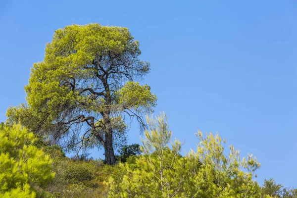 Summer Vacation Travel Background Green Pine Tree Blue Sky Halkidiki — Stockfoto