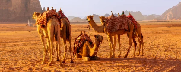 Camellos Descanso Paisaje Desértico Wadi Rum Jordania Bandera — Foto de Stock