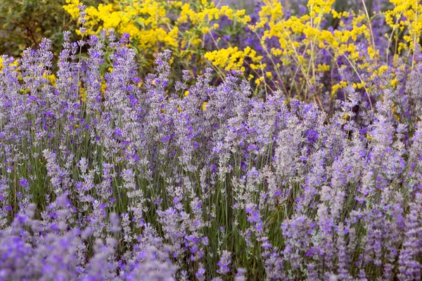 Lavendel Und Gelbe Wildblumen Nahaufnahme Sommer Hintergrund — Stockfoto