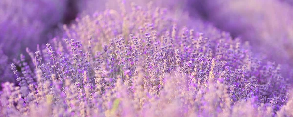 紫罗兰薰衣草场特写横幅 花朵选择焦点 模糊背景 — 图库照片