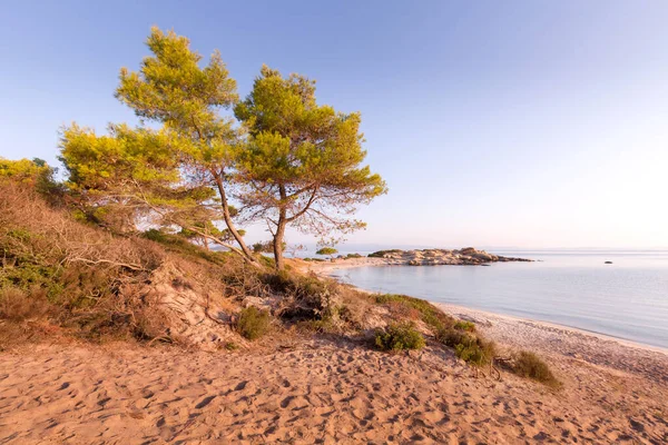 stock image Vourvourou, Sithonia, Greece, Halkidiki, mediterranean landscape of Karidi beach. Pine tree on coast