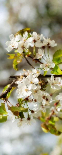 Zbliżenie Wiosna Biały Drzewo Kwiaty Gałąź Pionowy Sztandar — Zdjęcie stockowe