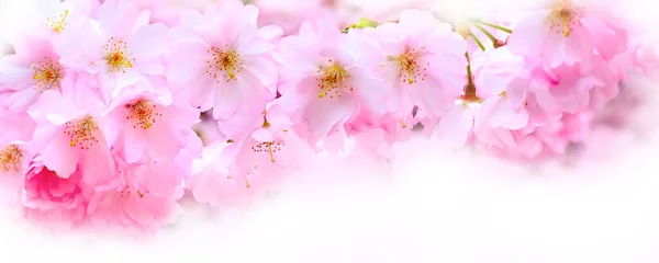 Διακοπές Φόντο Πανό Άνοιξη Ροζ Άνθη Κερασιάς Sakura Λουλούδια Υποκατάστημα — Φωτογραφία Αρχείου