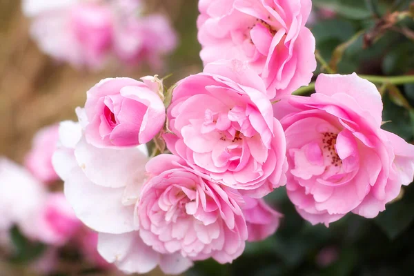 夏咲きのピンク色のバラの茂み — ストック写真