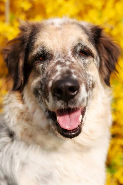 Große Flauschige Mischlingshund Porträt Nahaufnahme Gelbe Blumen Hintergrund — Stockfoto