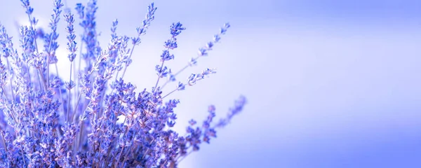 Lawenda Kwiaty Bukiet Zbliżenie Fioletowy Baner Tło Kopia Przestrzeń — Zdjęcie stockowe