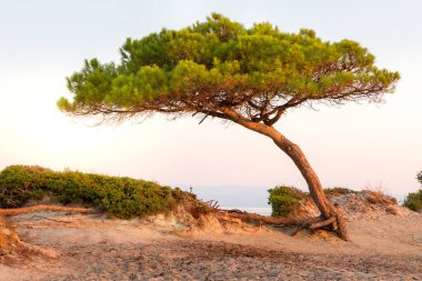 Vourvourou, Sithonia, Yunanistan, Halkidiki, Akdeniz manzaralı Karidi kumlu plajı şafakta çam ağacıyla