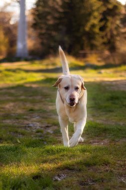 Biege Labrador köpeği parkta yeşil çimlerde yürüyor.