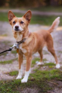 Kızıl saçlı kırma köpek. Kapalı alan portresi.