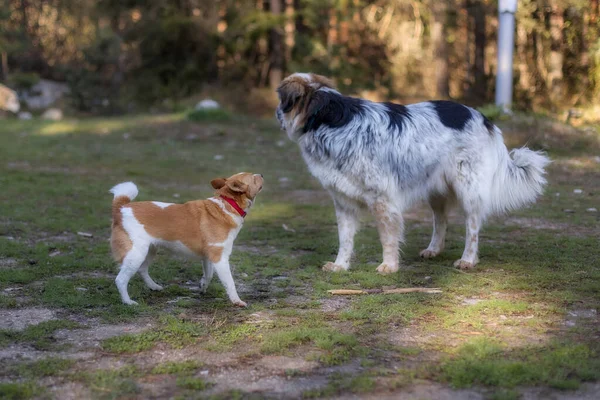 Small Dog Barking Big Behaviour Situation Outdoor — Stock Photo, Image