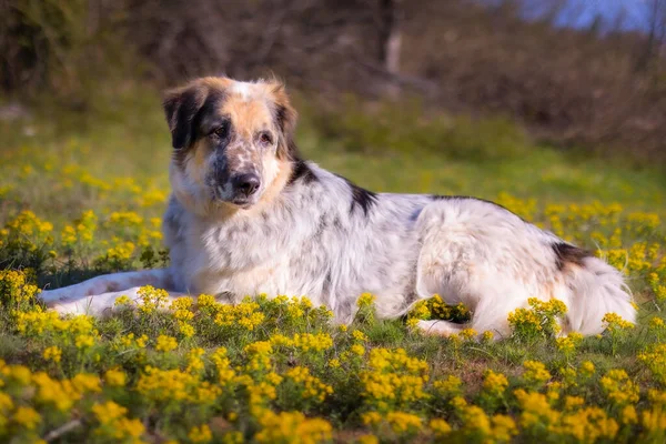黄色の花の近くに横たわる大きな犬 — ストック写真
