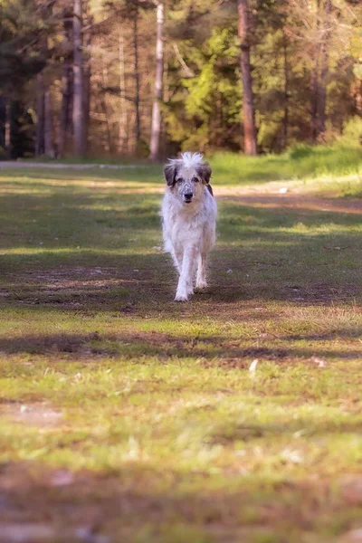 Счастливая Большая Смешанная Порода Элегантная Собака Прогулка Парке Весна — стоковое фото