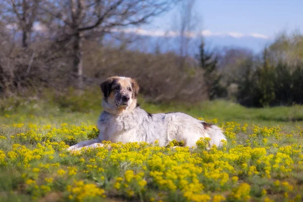 Perro Grande Tendido Cerca Flores Amarillas Primavera —  Fotos de Stock