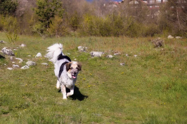 Happy Big Mixed Breed Dog Running Park Springtime — Stock Photo, Image