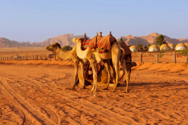 Jordania Caravana Camellos Descansa Majestuoso Desierto Wadi Rum Valle Luna — Foto de Stock