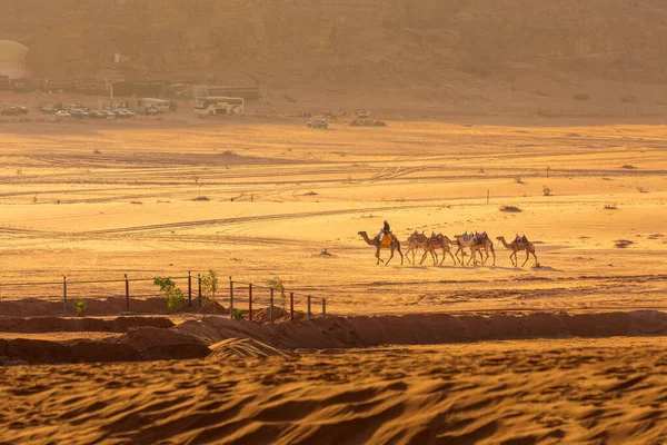 Jordan Wadi Rum Listopada 2022 Przyczepa Wielbłądów Droverami Pustyni Góry — Zdjęcie stockowe