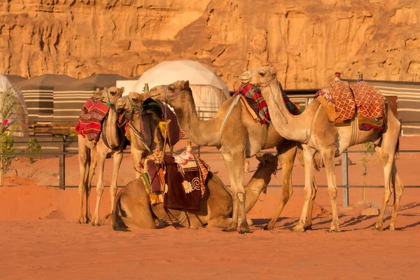 Jordan Camels Caravan Rests Majestic Wadi Rum Desert Valley Moon — Zdjęcie stockowe
