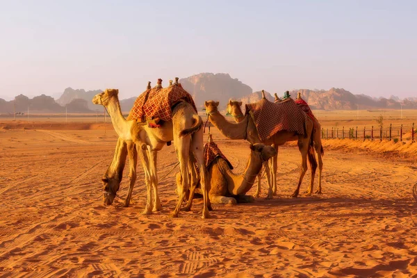 Jordania Caravana Camellos Descansa Majestuoso Desierto Wadi Rum Paisaje Con — Foto de Stock