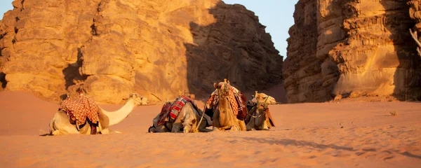 Camels Lying Desert Sand Wadi Rum Jordan Banner — Fotografia de Stock