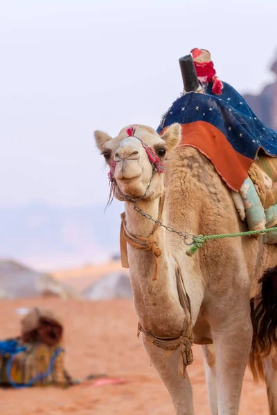 Camello Con Silla Montar Desierto Jordania Wadi Rum Retrato Cerca —  Fotos de Stock